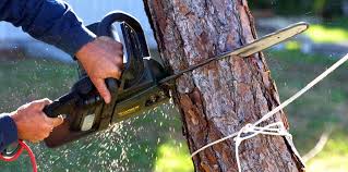 How Our Tree Care Process Works  in  Aztec, NM