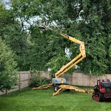 Best Tree and Shrub Care  in Aztec, NM