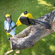 Best Hedge Trimming  in Aztec, NM
