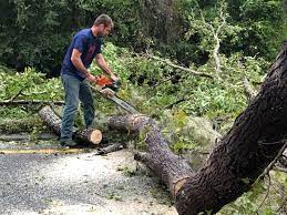 Best Tree Trimming and Pruning  in Aztec, NM