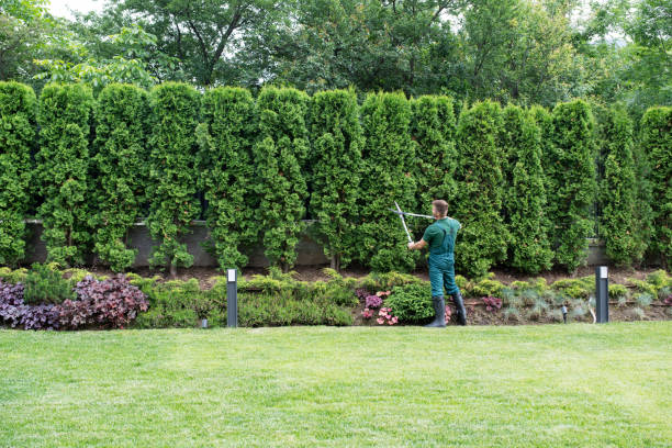 Best Organic Lawn Care Solutions  in Aztec, NM