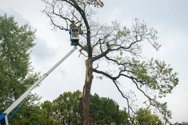 Best Commercial Tree Services  in Aztec, NM