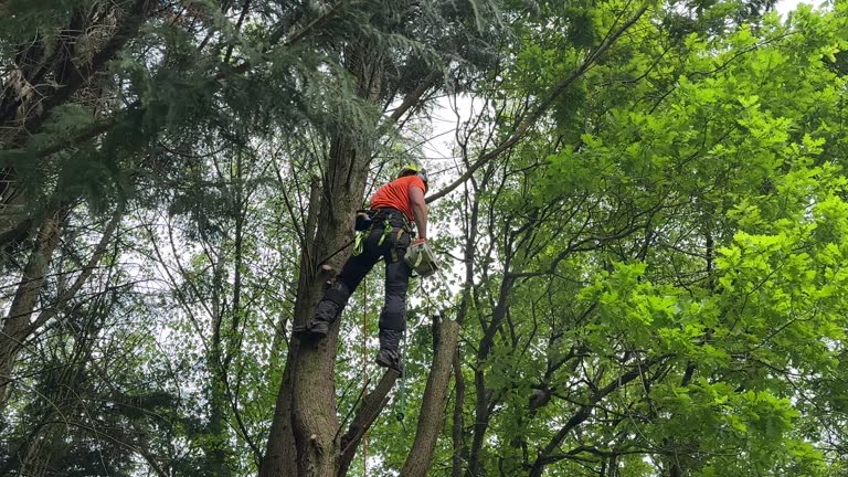 Reliable Aztec, NM Tree Removal Solutions