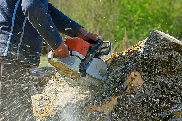 Best Lawn Disease Treatment  in Aztec, NM