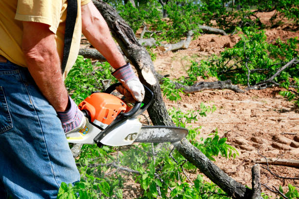 Best Lawn Maintenance Plans  in Aztec, NM